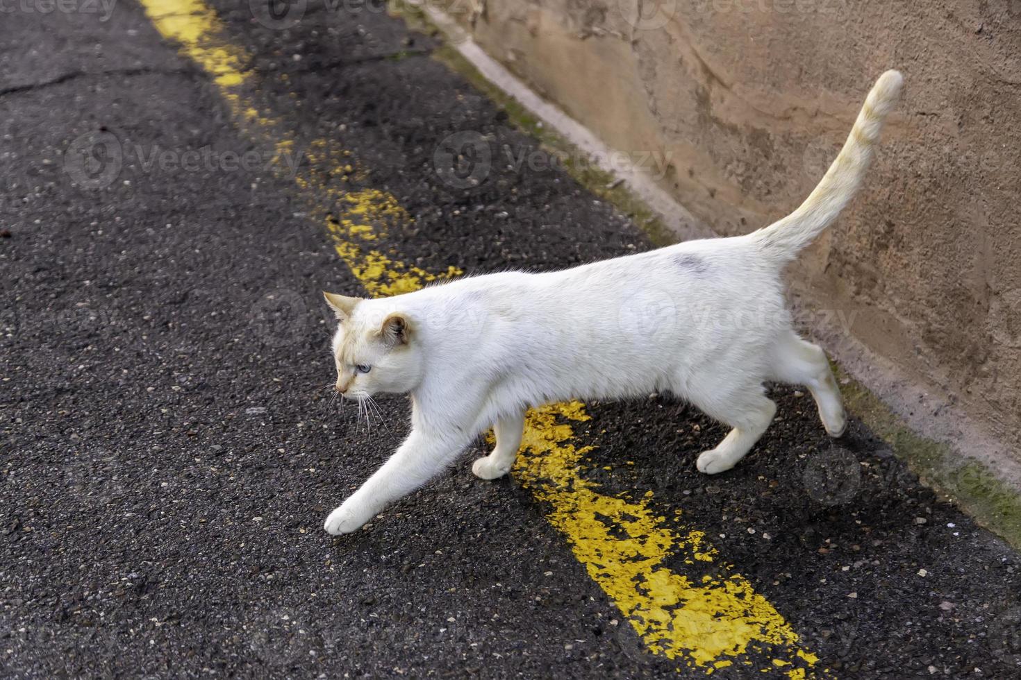 verlassene streunende Katze foto