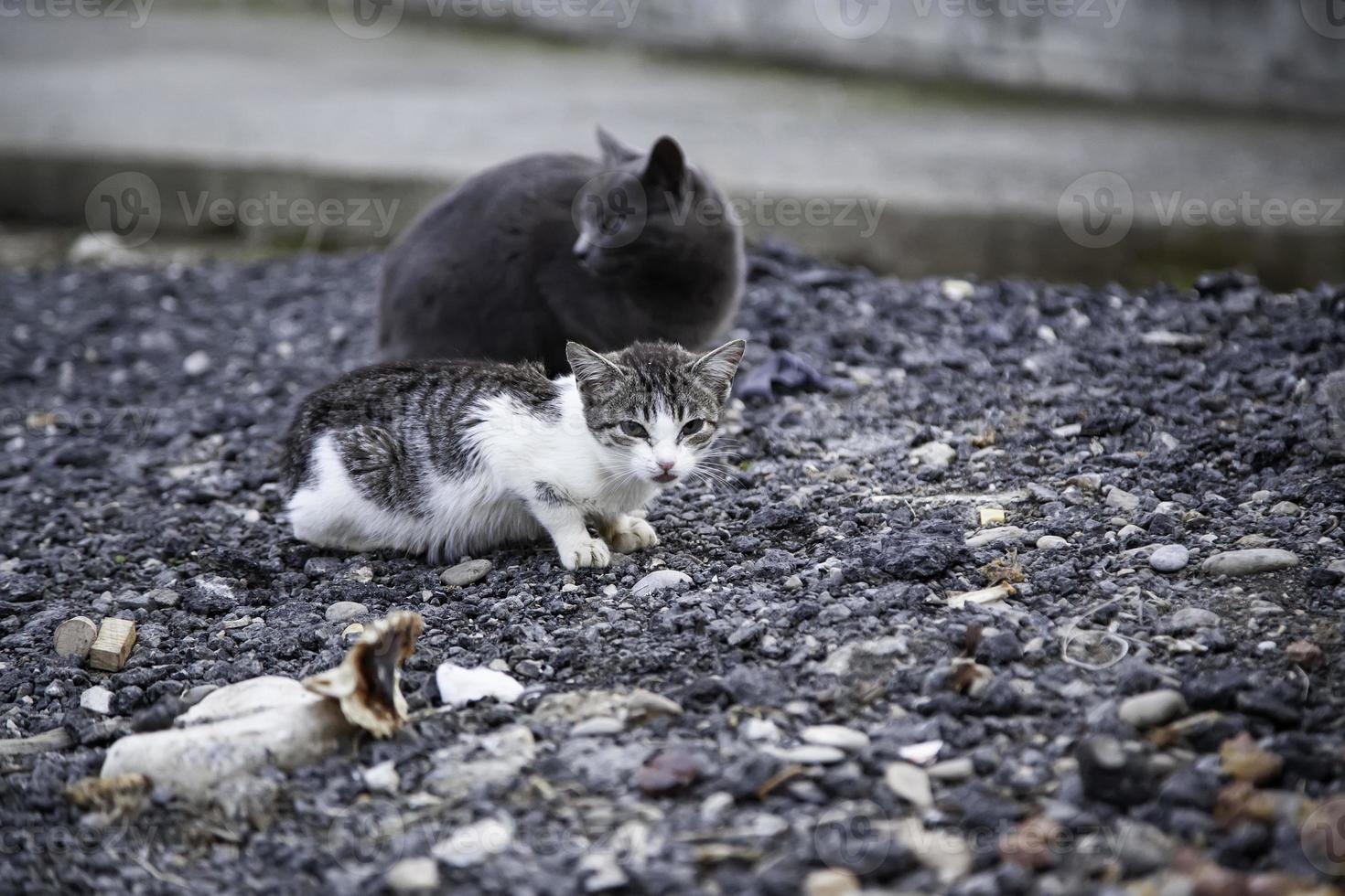 verlassene streunende Katze foto