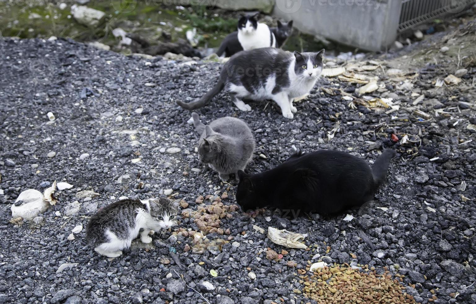 verlassene streunende Katze foto