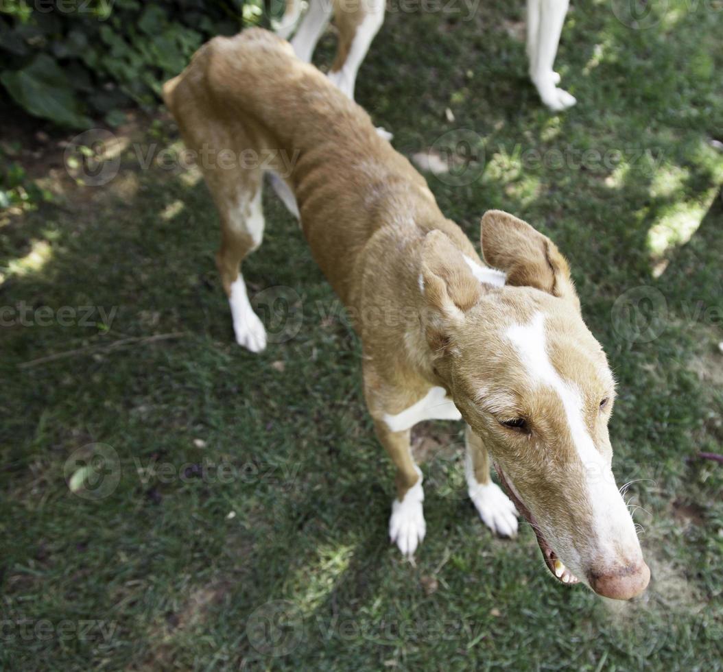 magerer Hund misshandelt foto