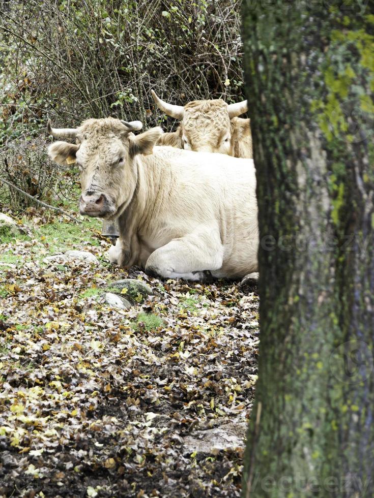Kühe liegen im Wald foto
