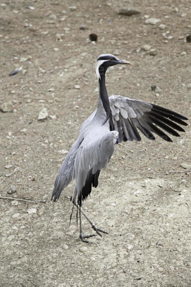 großer Vogelzoo foto