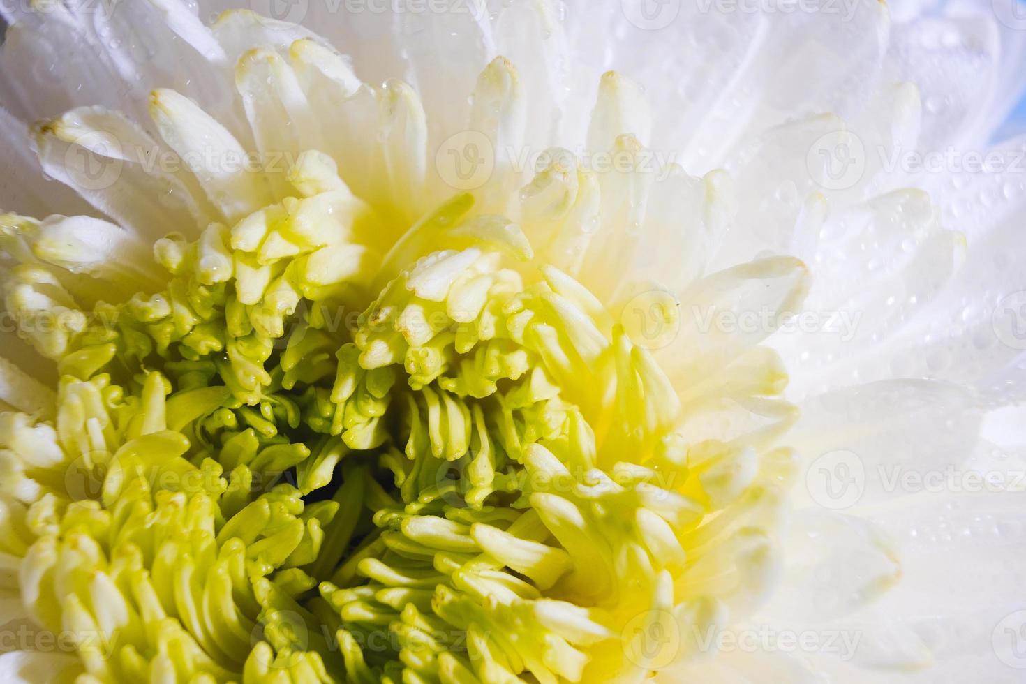 schönes Muster der Blütenblätter des Blütenkopfes einer Chrysanthemenblume foto