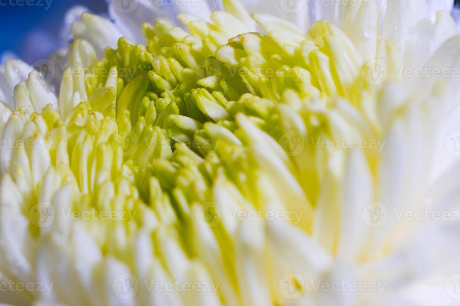 schönes Muster der Blütenblätter des Blütenkopfes einer Chrysanthemenblume foto