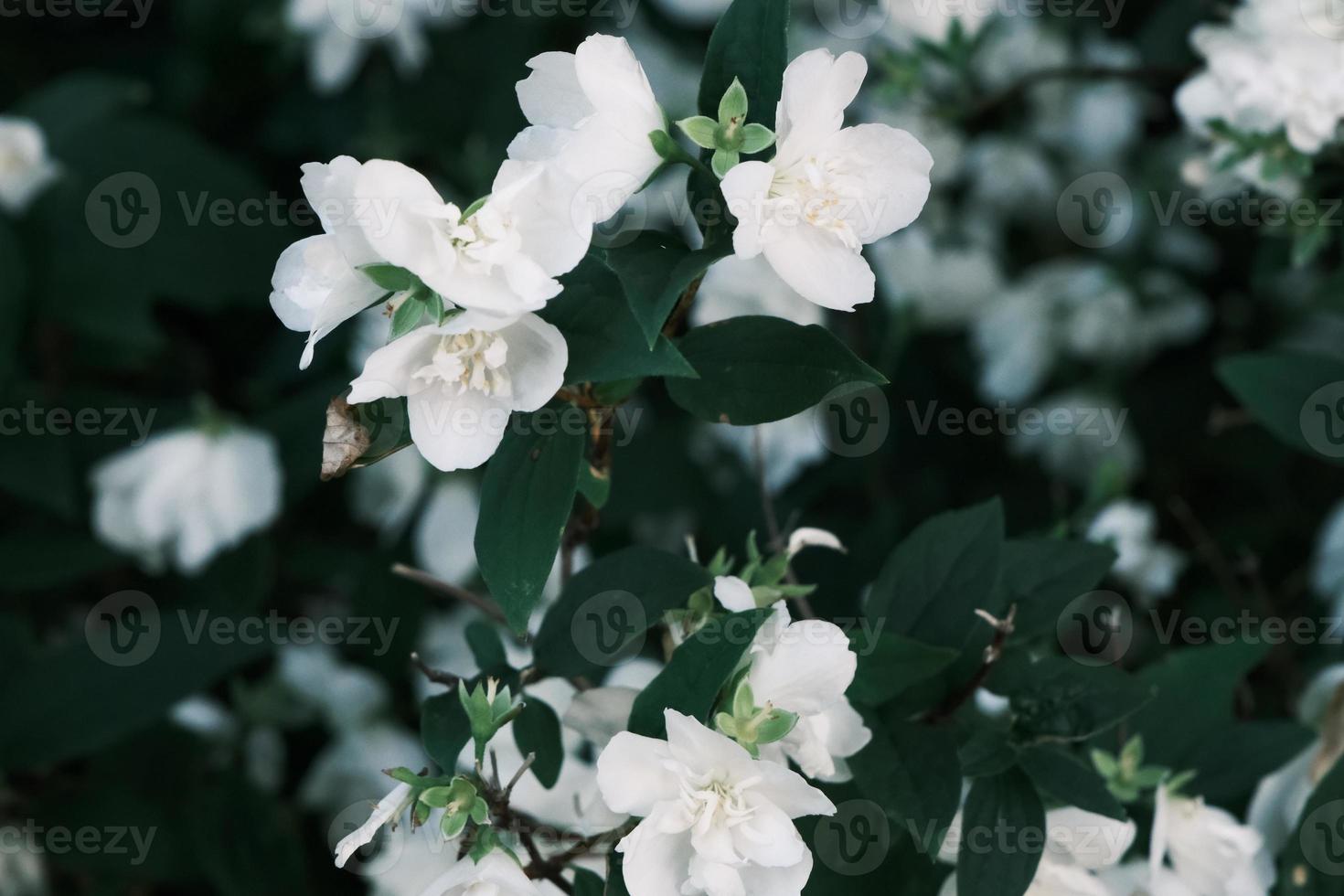 blühende weiße Jasminblüten am Strauch mit grünen Blättern foto