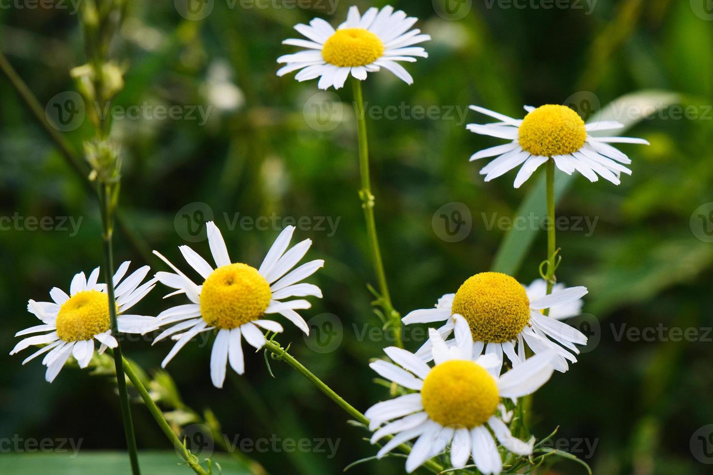 blühende gelbe Kamillenblüten mit weißen Blütenblättern auf einem Feld foto