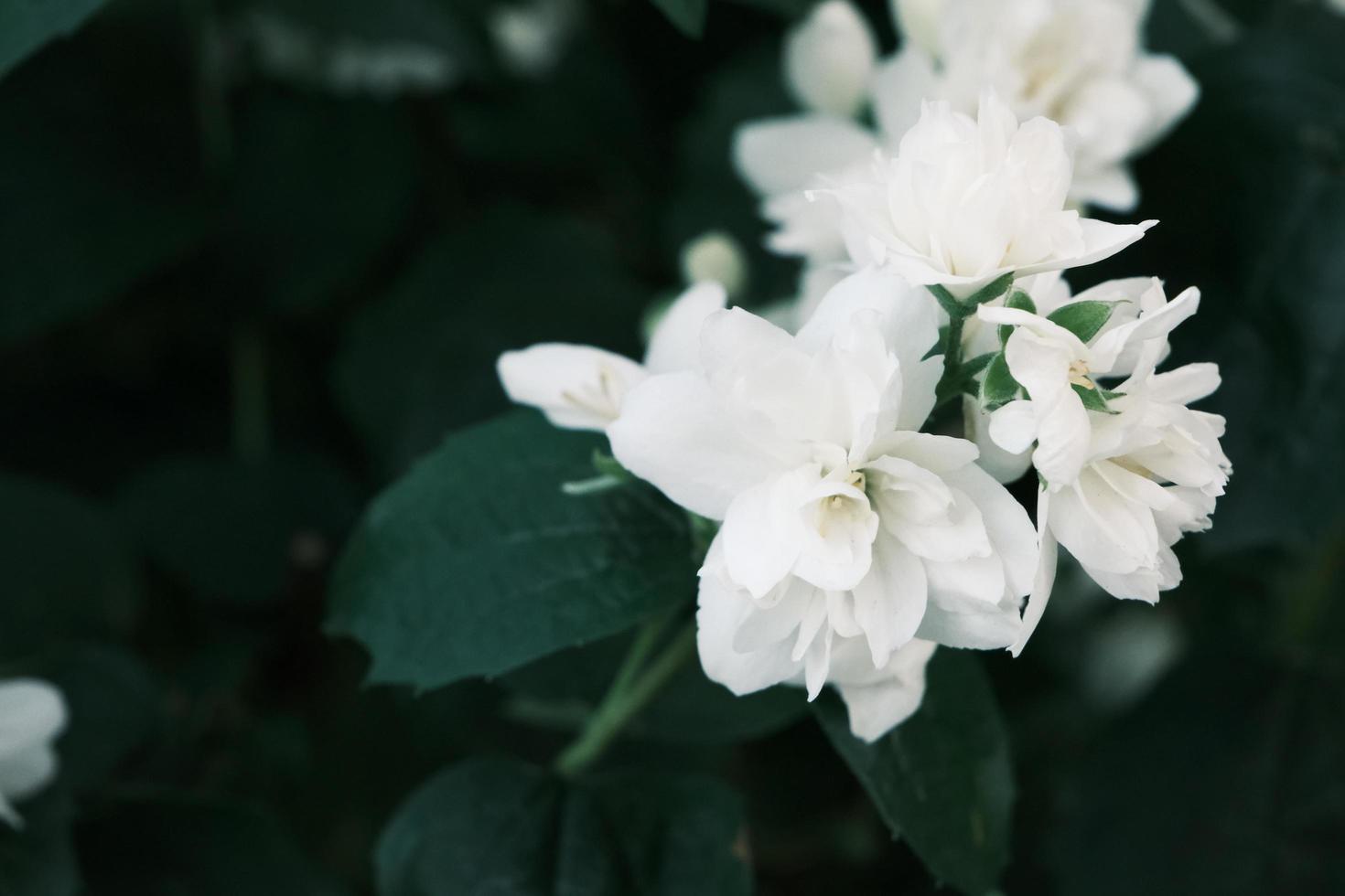 blühende weiße Jasminblüten am Strauch mit grünen Blättern foto