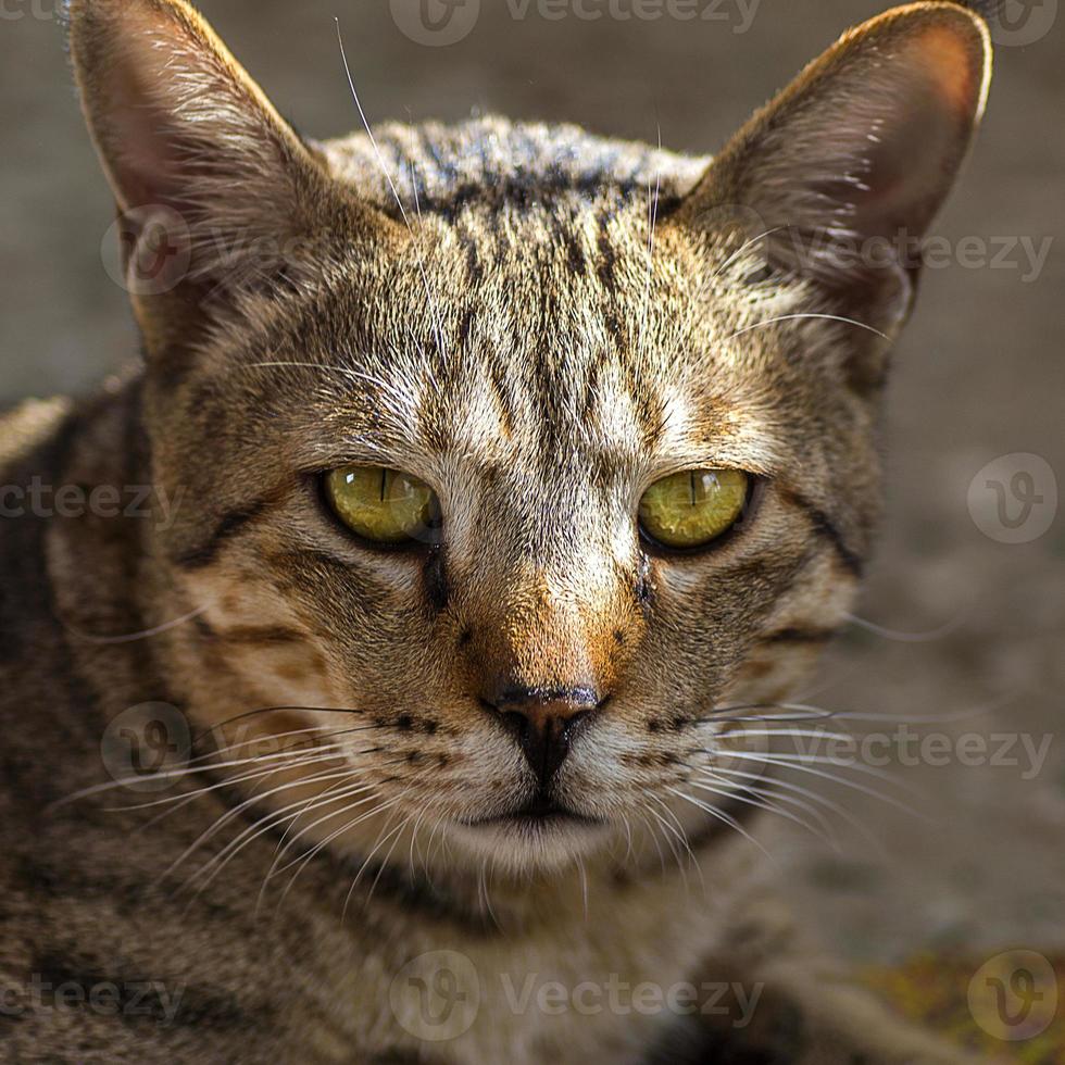 Nahaufnahmeportrait einer Hauskatze foto