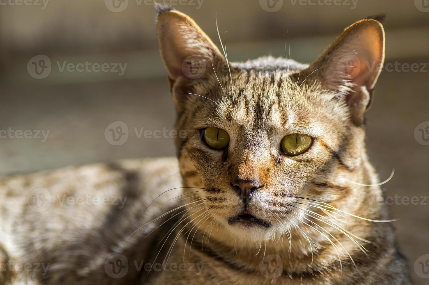 Nahaufnahmeportrait einer Hauskatze foto