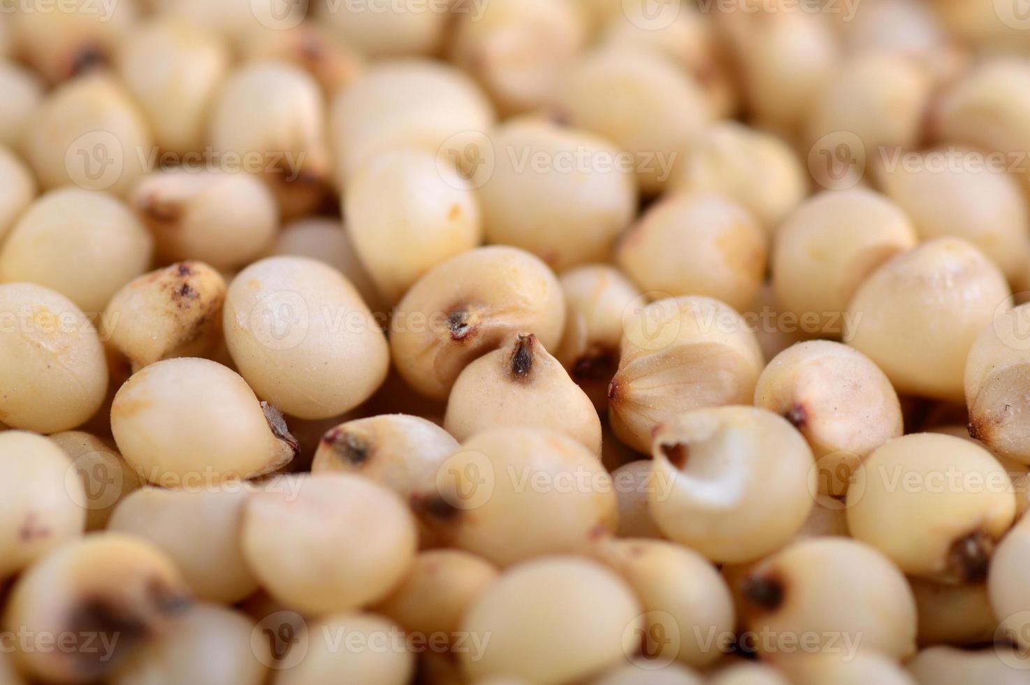 Sorghum arrangieren als Hintergrund, Nahaufnahme. foto