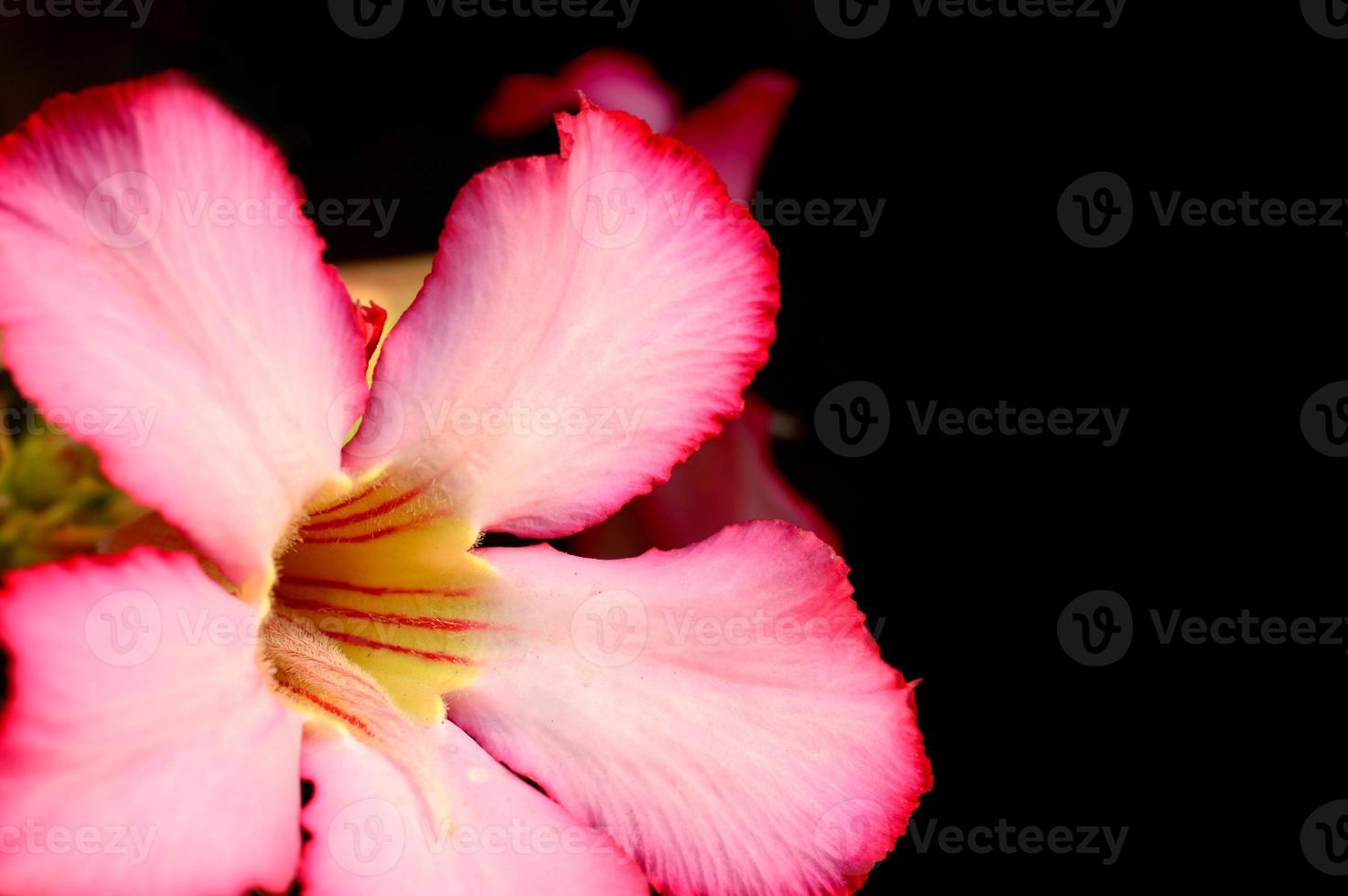 floraler Hintergrund. Nahaufnahme von tropischen Blumen rosa Adenium. Wüstenrose auf grünem Hintergrund. foto