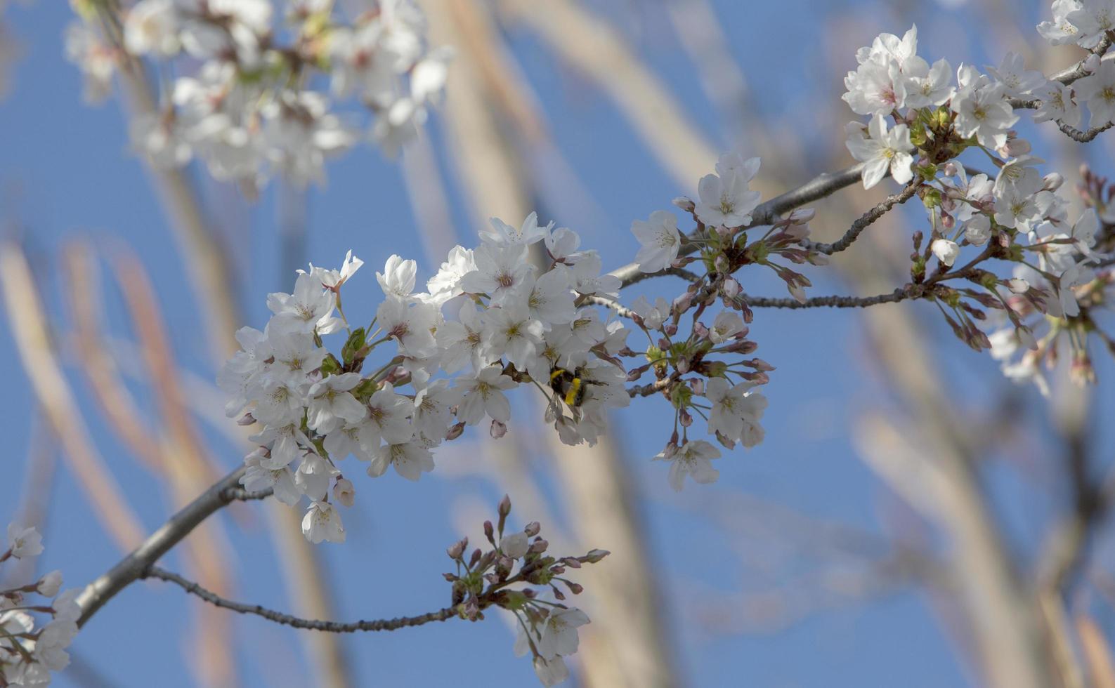 die ersten insekten bestäuben die ersten frühlingsblumen in madrid, spanien foto