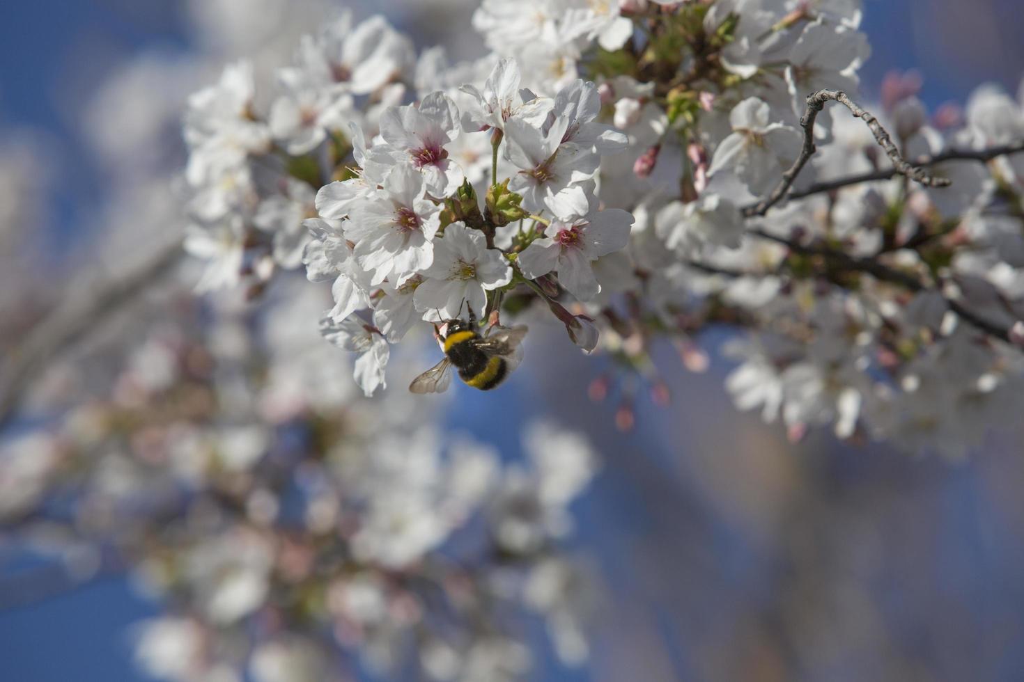 die ersten insekten bestäuben die ersten frühlingsblumen in madrid, spanien foto