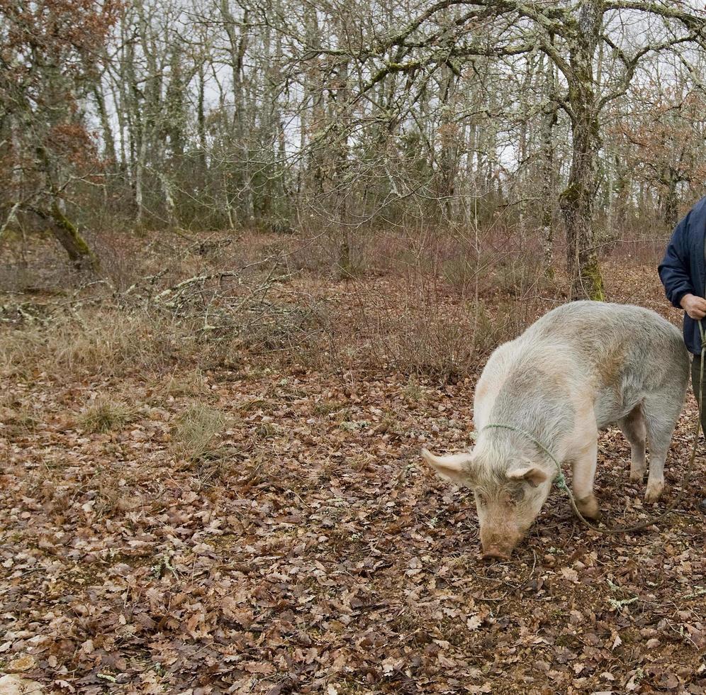 Ernte von schwarzen Trüffeln mit Hilfe eines Schweins in Lalbenque, Frankreich foto