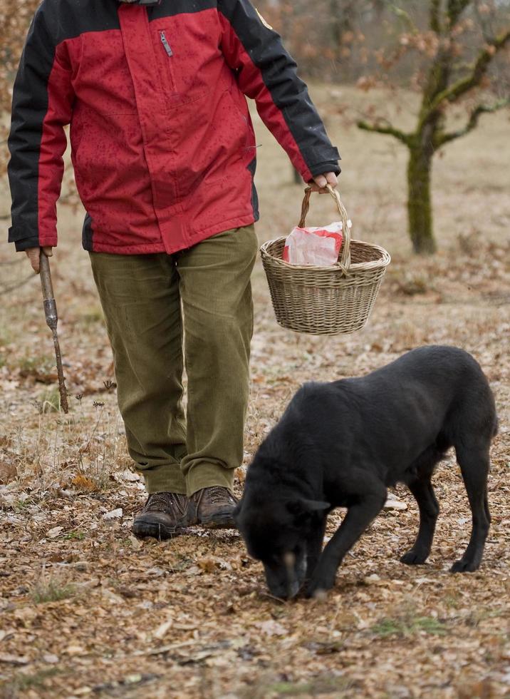 Ernte schwarzer Trüffel mit Hilfe eines Hundes in Lalbenque, Frankreich, foto