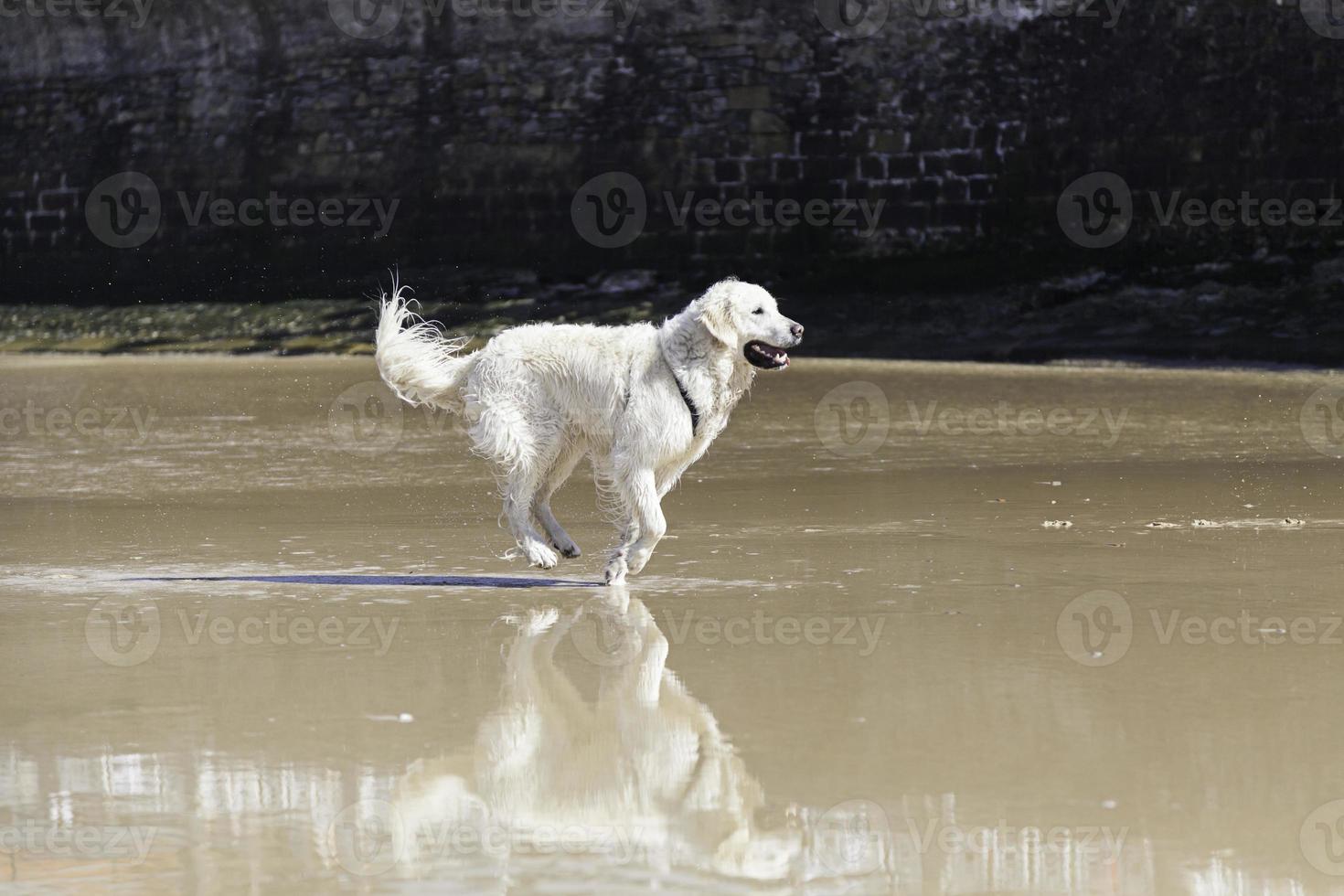 Hund spielt am Strand foto