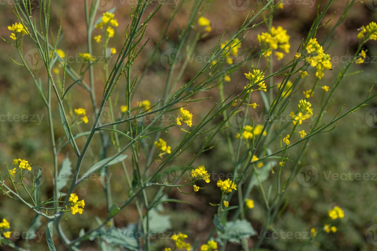 Senfblumen blühen auf der Pflanze auf dem Feld mit Schoten. Nahansicht. foto