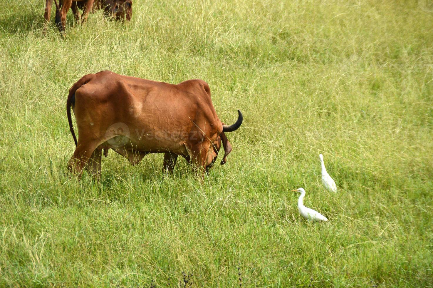 Kühe und Bullen grasen auf einer üppigen Wiese foto