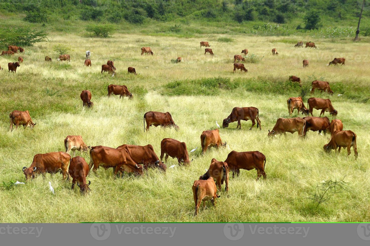 Kühe und Bullen grasen auf einer üppigen Wiese foto