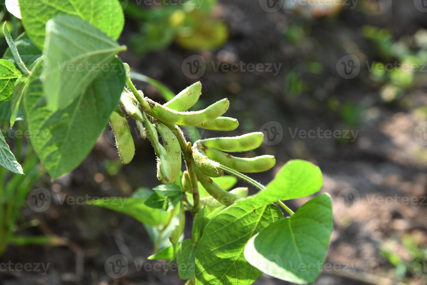 frische grüne sojapflanzen auf dem landwirtschaftlichen feld foto