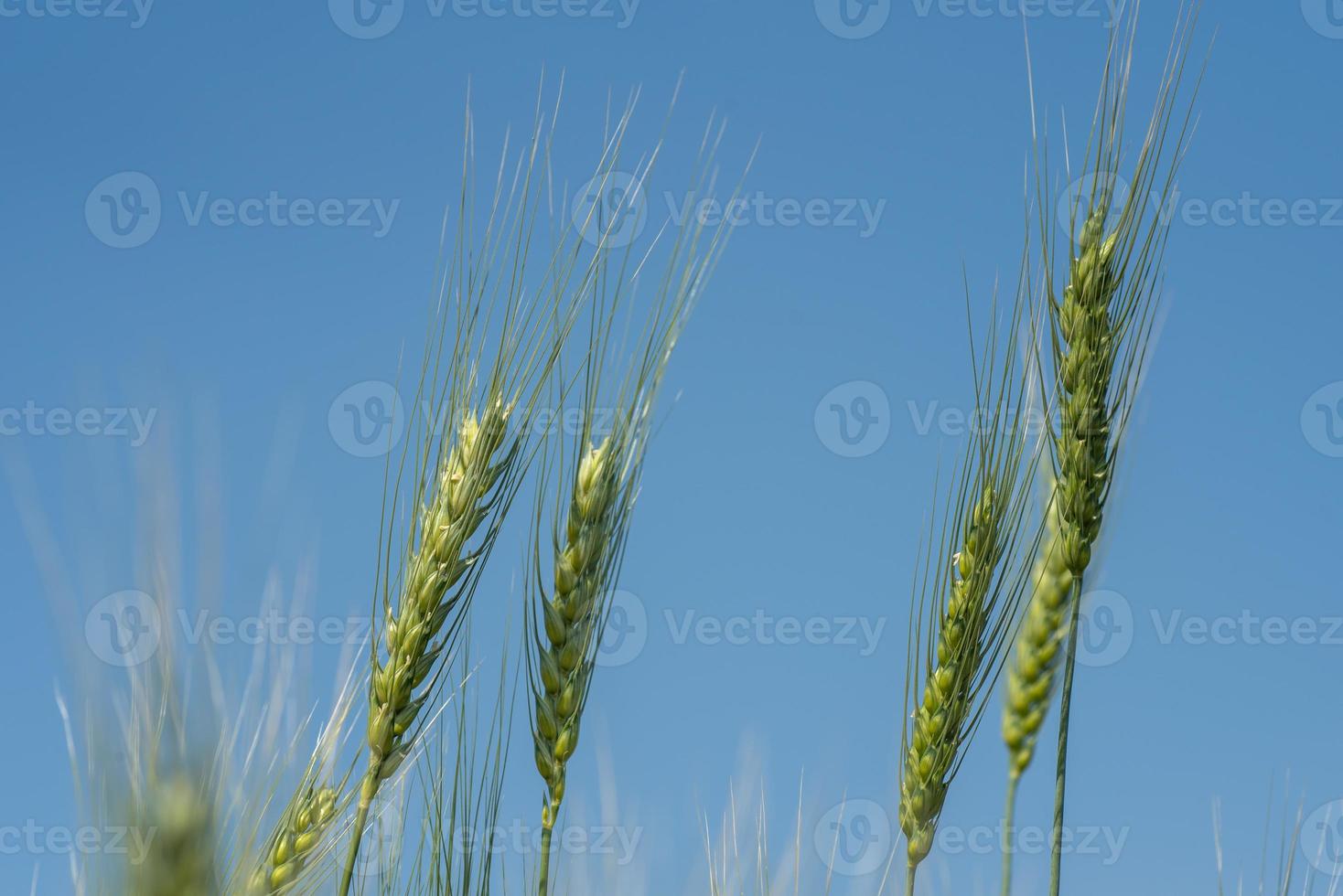grüner Weizen auf Bio-Bauernhof-Feld foto