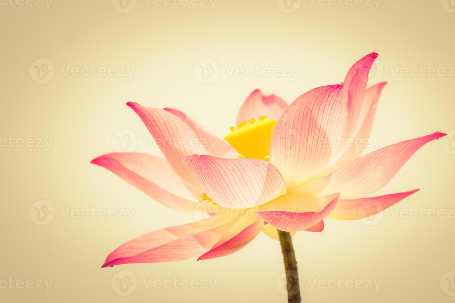 schöner Lotus warmer Ton foto