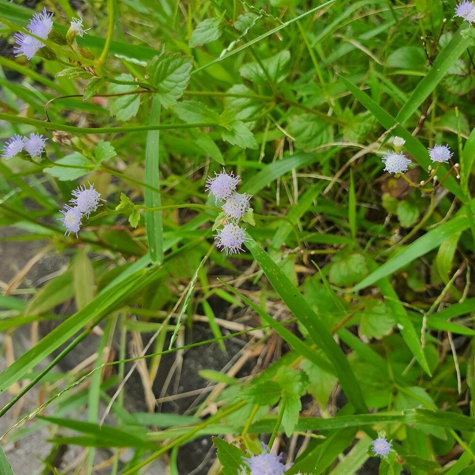 süß und bunt Blumen mit Grün Blätter im ein tropisch Land. foto