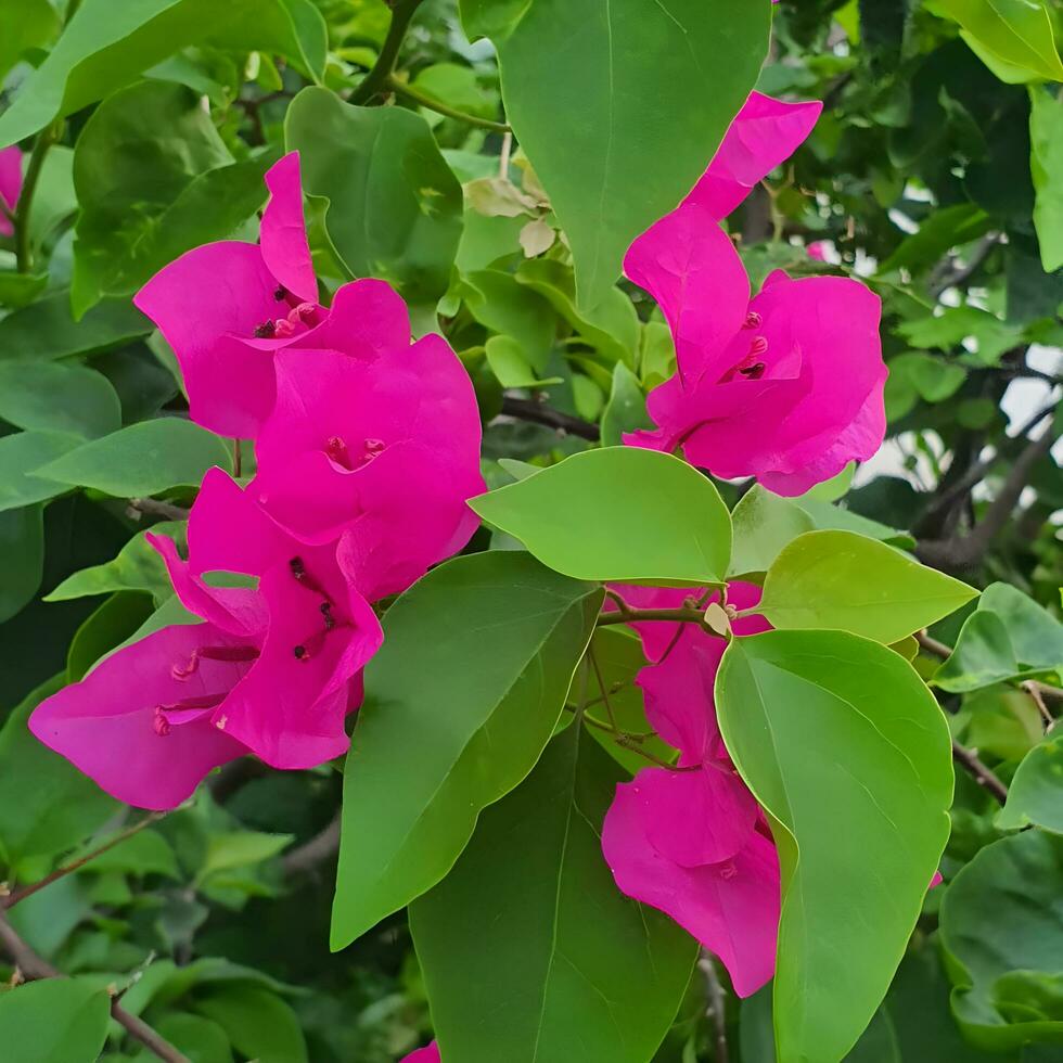 süß und bunt Blume mit Grün Blätter im ein tropisch Land. foto