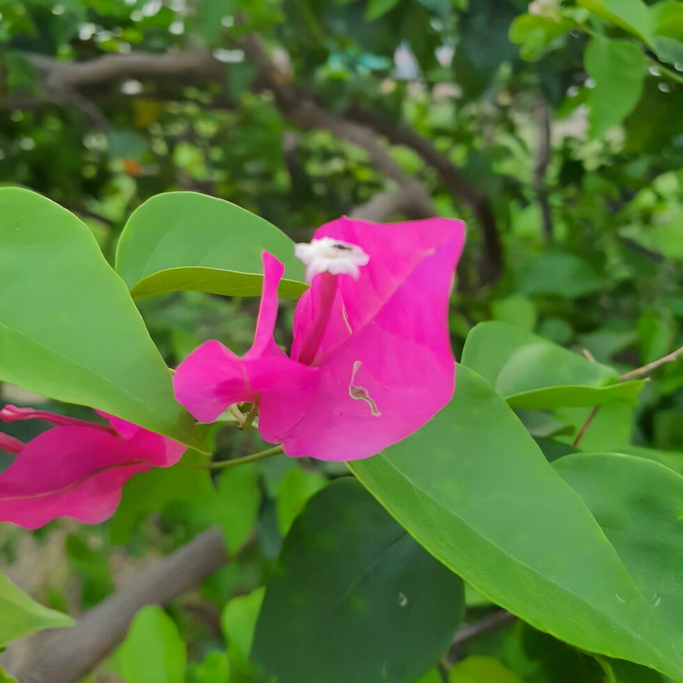 süß und bunt Blume mit Grün Blätter im ein tropisch Land. foto