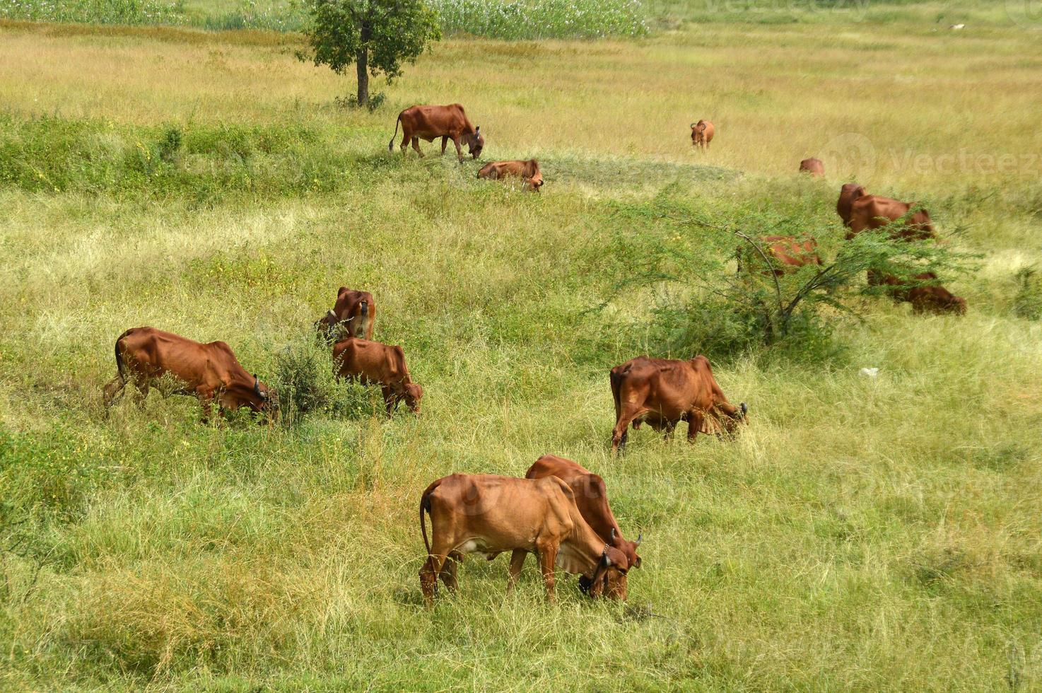 Kühe und Bullen grasen auf einer üppigen Wiese foto
