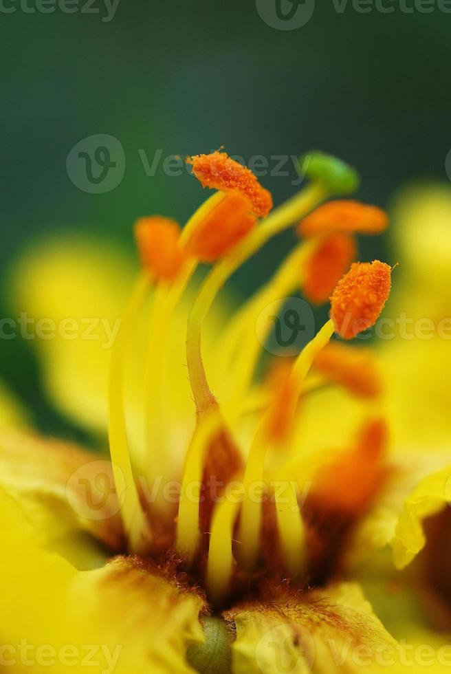 gelbe Blume auf grünem Hintergrund. Nahansicht. abstrakter Hintergrund foto