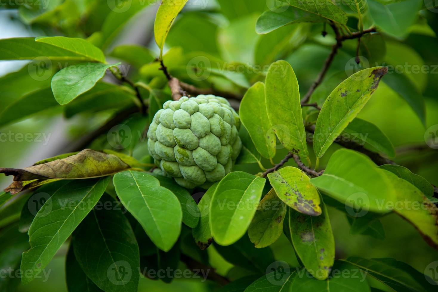 Vanillepudding- oder Zuckeräpfel oder annona squamosa linn. wächst auf einem Baum. foto