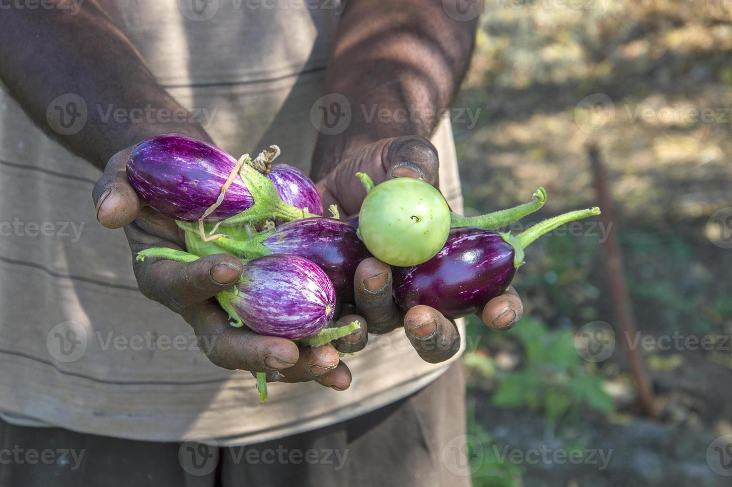 Hand, die Auberginen bei Bio-Auberginen oder Brinjal-Farm hält foto