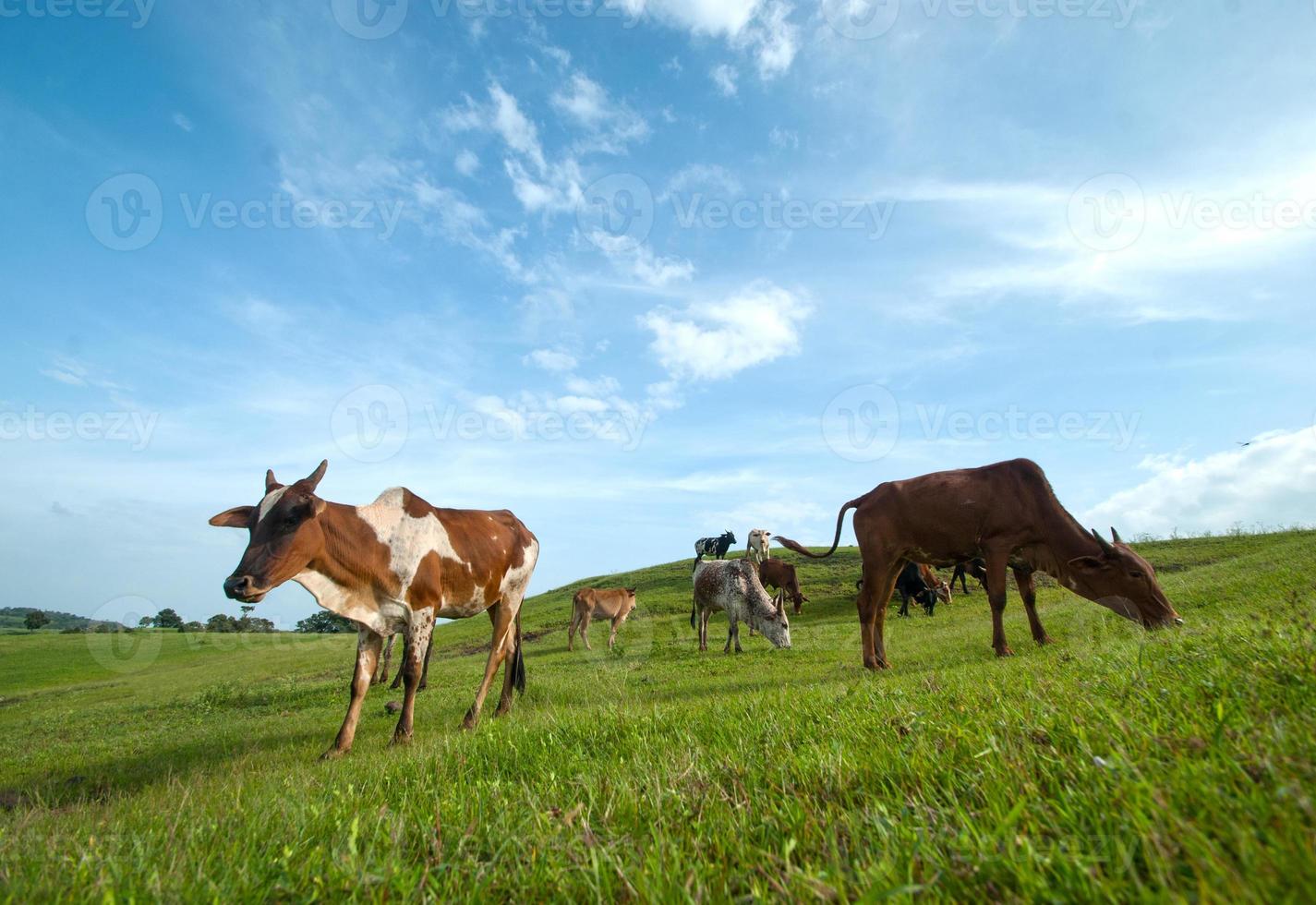 Kühe grasen auf einer üppigen Wiese foto