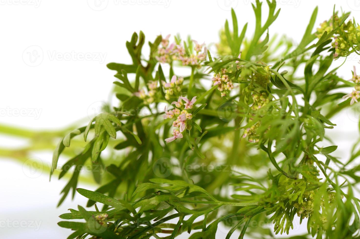 Koriander mit Blumen auf weißem Hintergrund foto