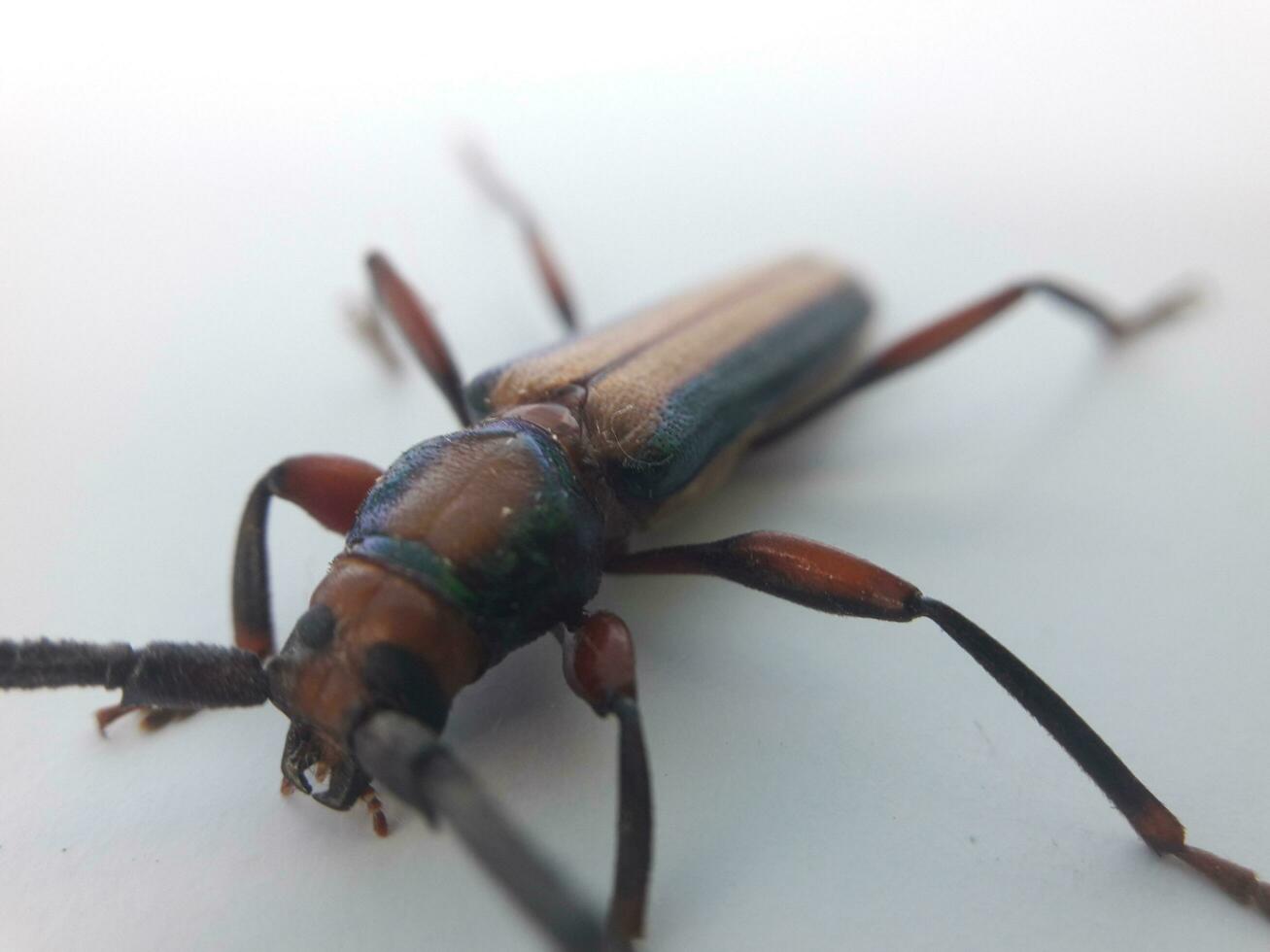 Juwel Käfer oder Kumbang dauerhaft ist ein Art von Käfer einheimisch zu Indonesien. foto