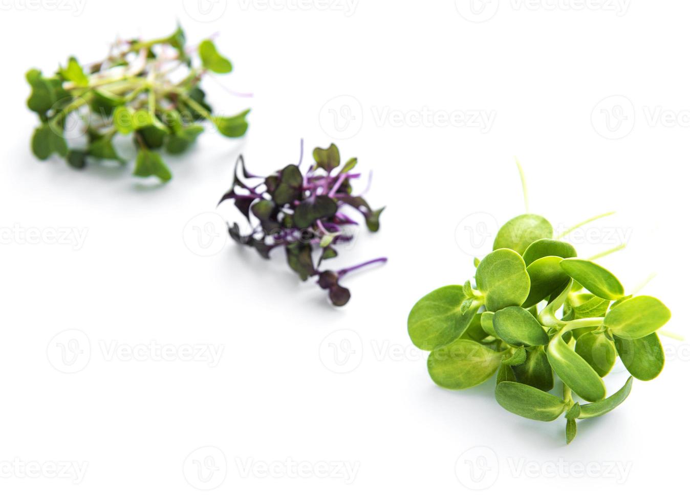 Satz frische Microgreens foto