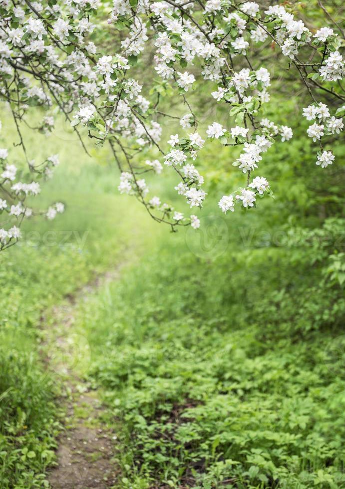 Weg im Garten zwischen blühenden Bäumen foto