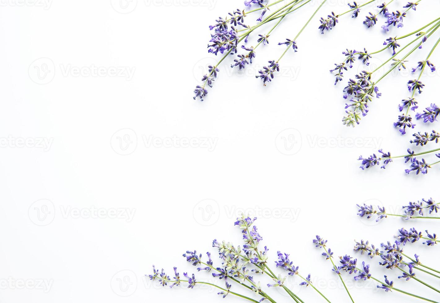 Lavendelblüten auf weißem Hintergrund. Blumen flach, Ansicht von oben. foto