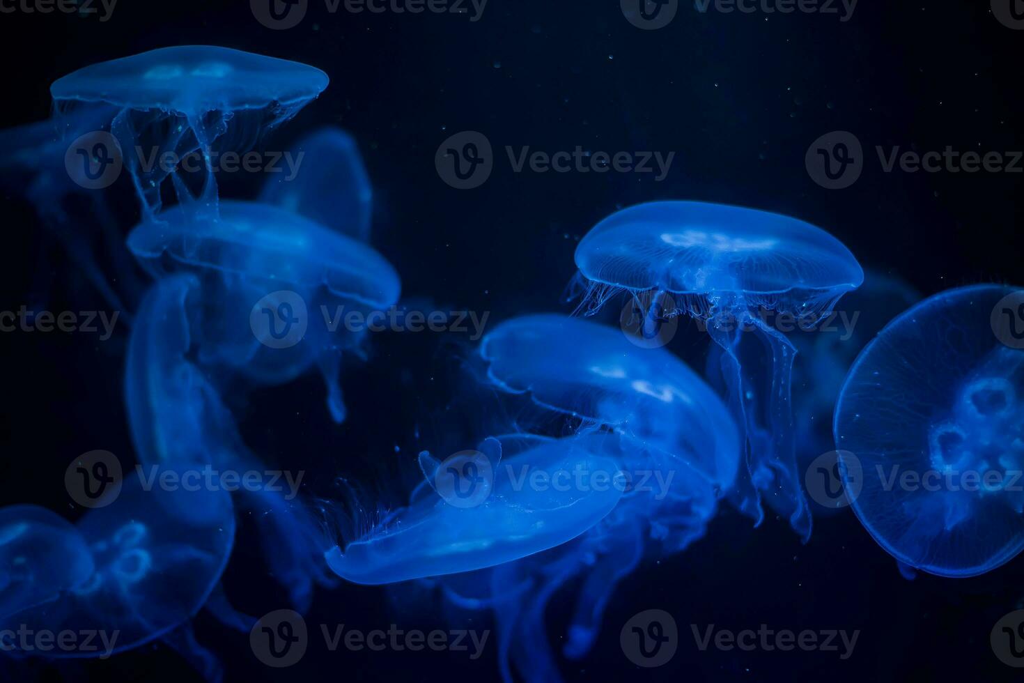 Meduse auf ein schwarz Hintergrund. Meduse hervorgehoben im Blau Licht foto