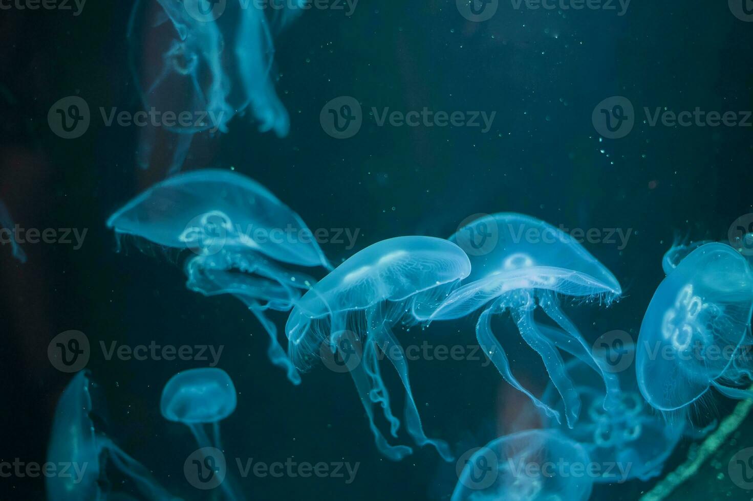 Meduse auf ein Blau Hintergrund. Meduse von hinten beleuchtet mit Türkis Licht foto