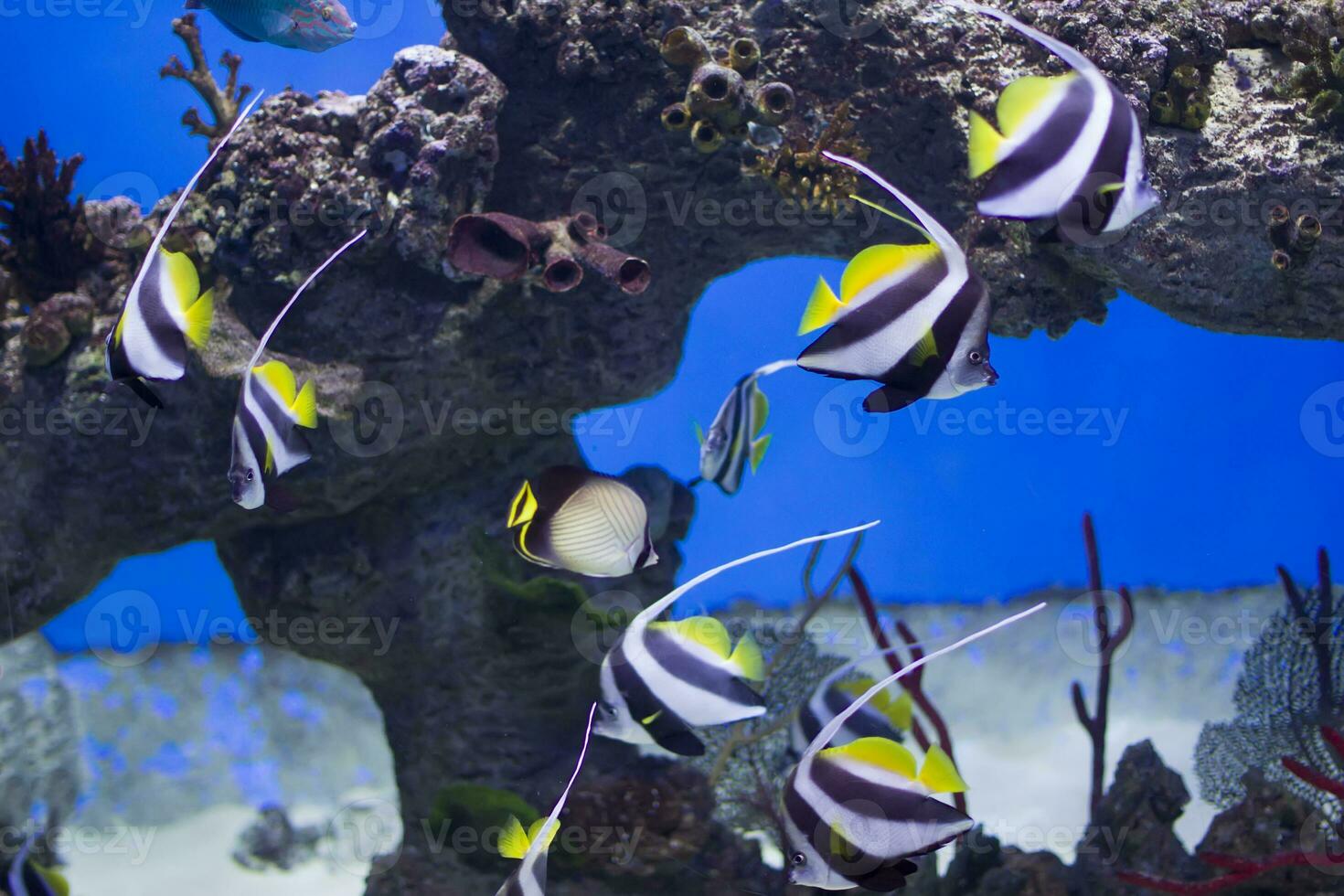 zanclus cornutus.exotisch tropisch Fisch auf das Hintergrund von Korallen und Riffe.a Herde von gestreift Aquarium reiben foto