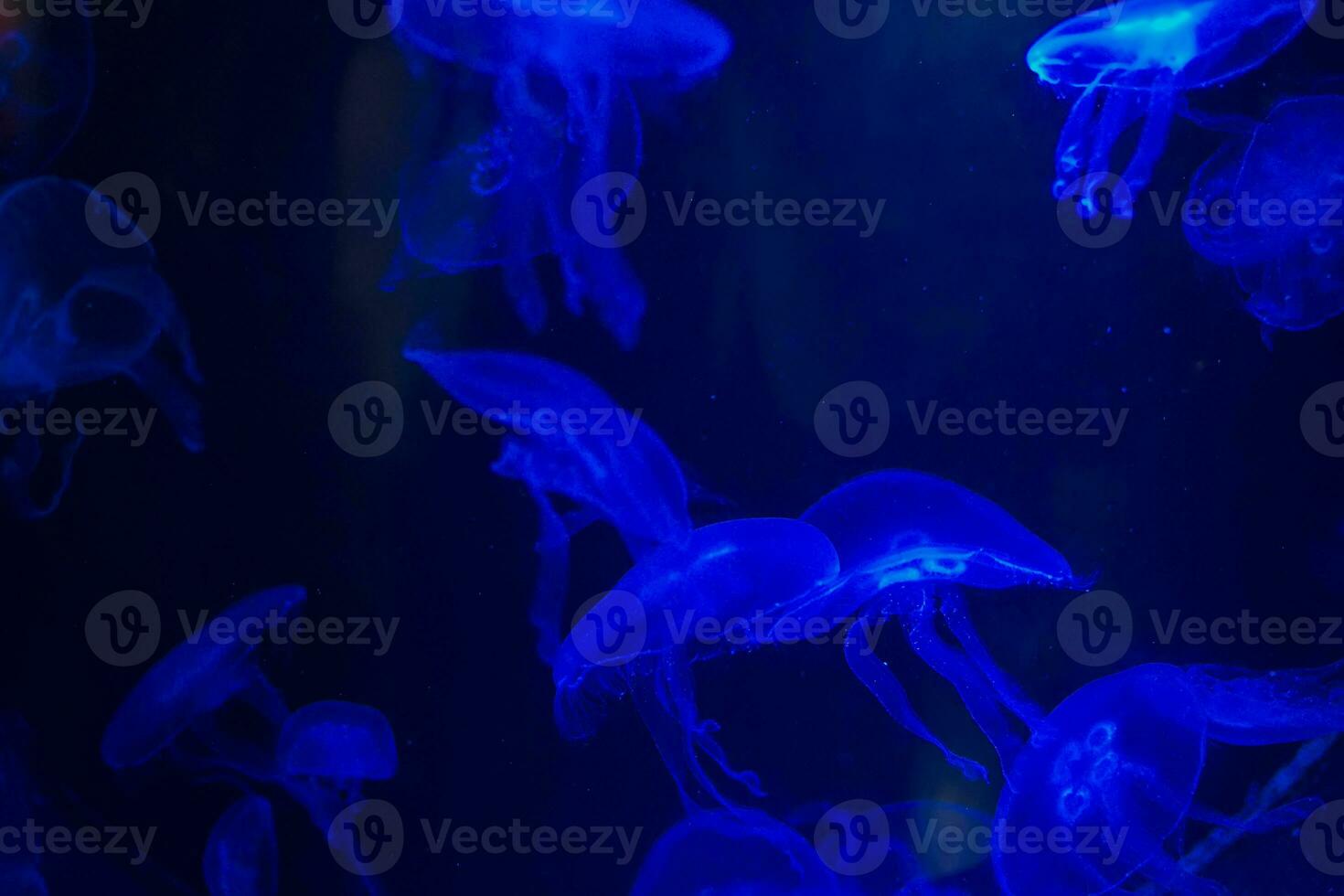 Meduse auf ein schwarz Hintergrund. Meduse hervorgehoben im Blau Licht foto