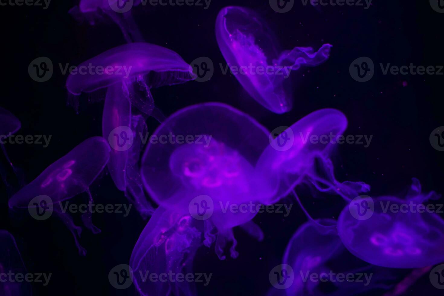 Meduse auf ein schwarz Hintergrund. Meduse von hinten beleuchtet mit lila Licht foto