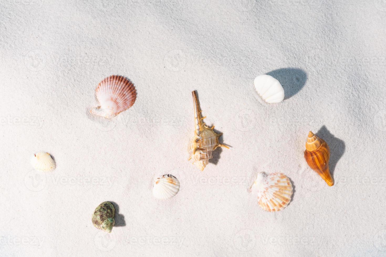 Muscheln werden auf dem Sand angezeigt, Sommerhintergrund foto