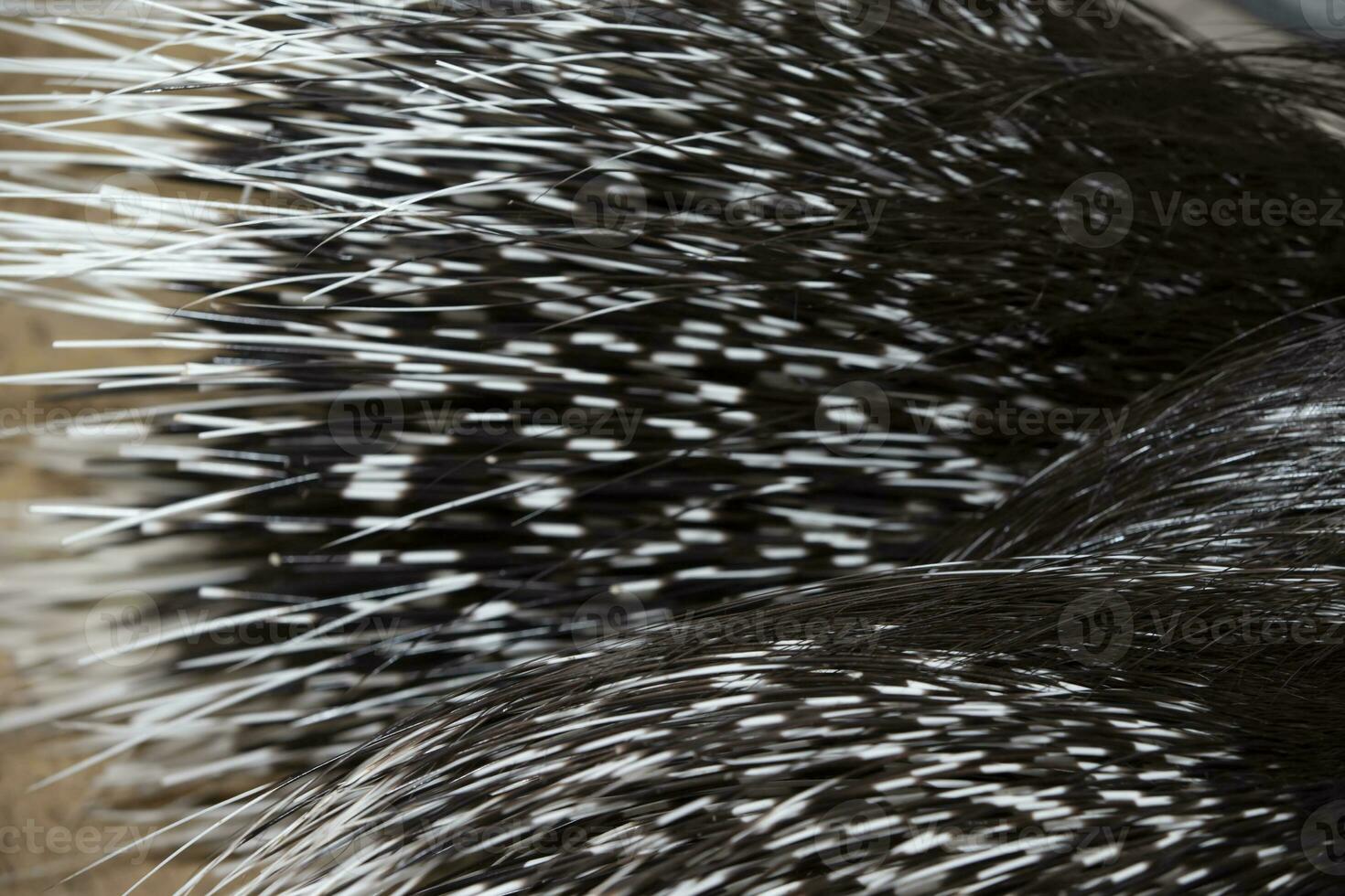 Textur von das Feder Schwanz von ein Stachelschwein. foto