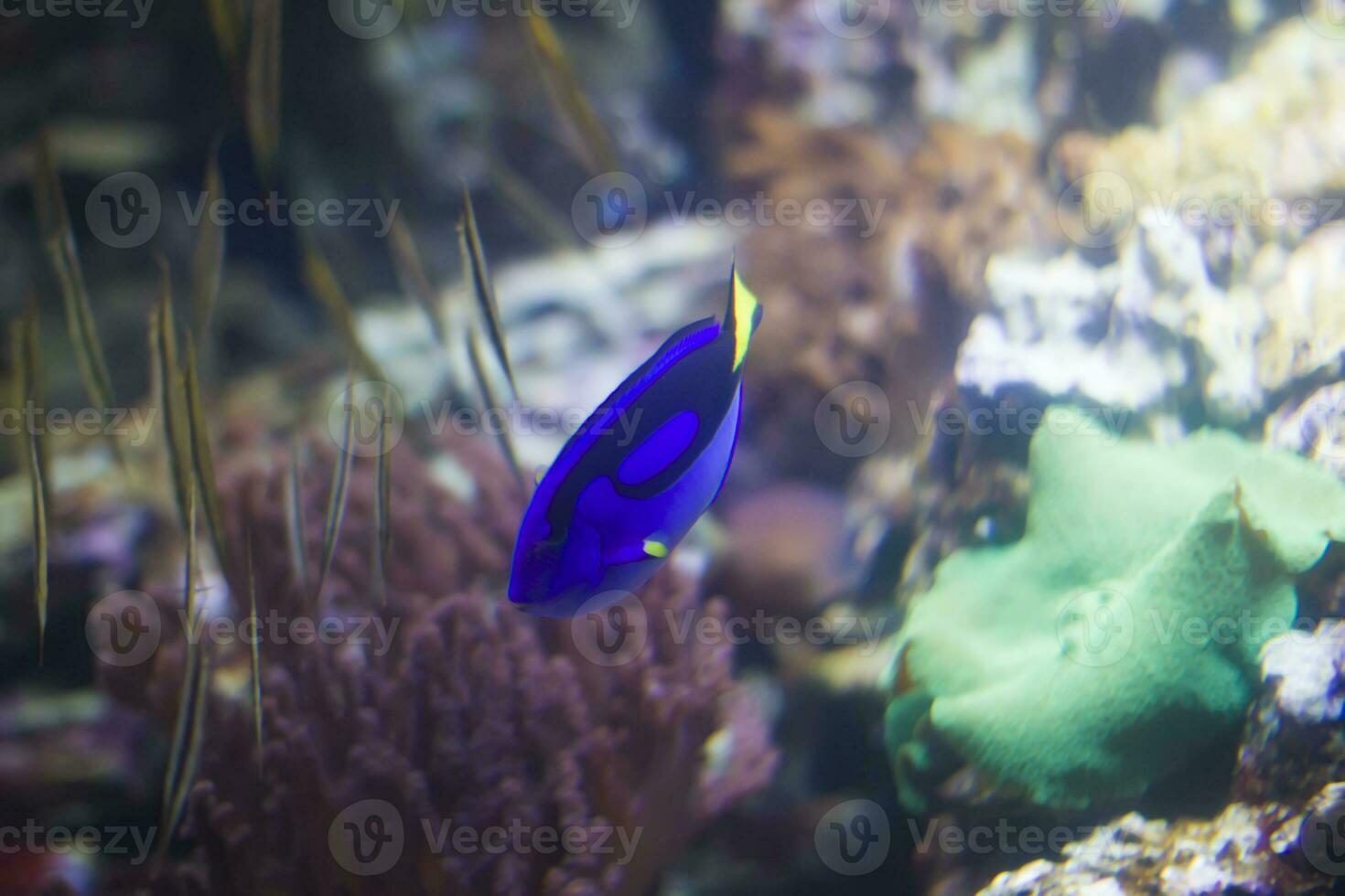 Blau hell Fisch der Chirurg auf das Hintergrund von mehrfarbig Korallen. foto
