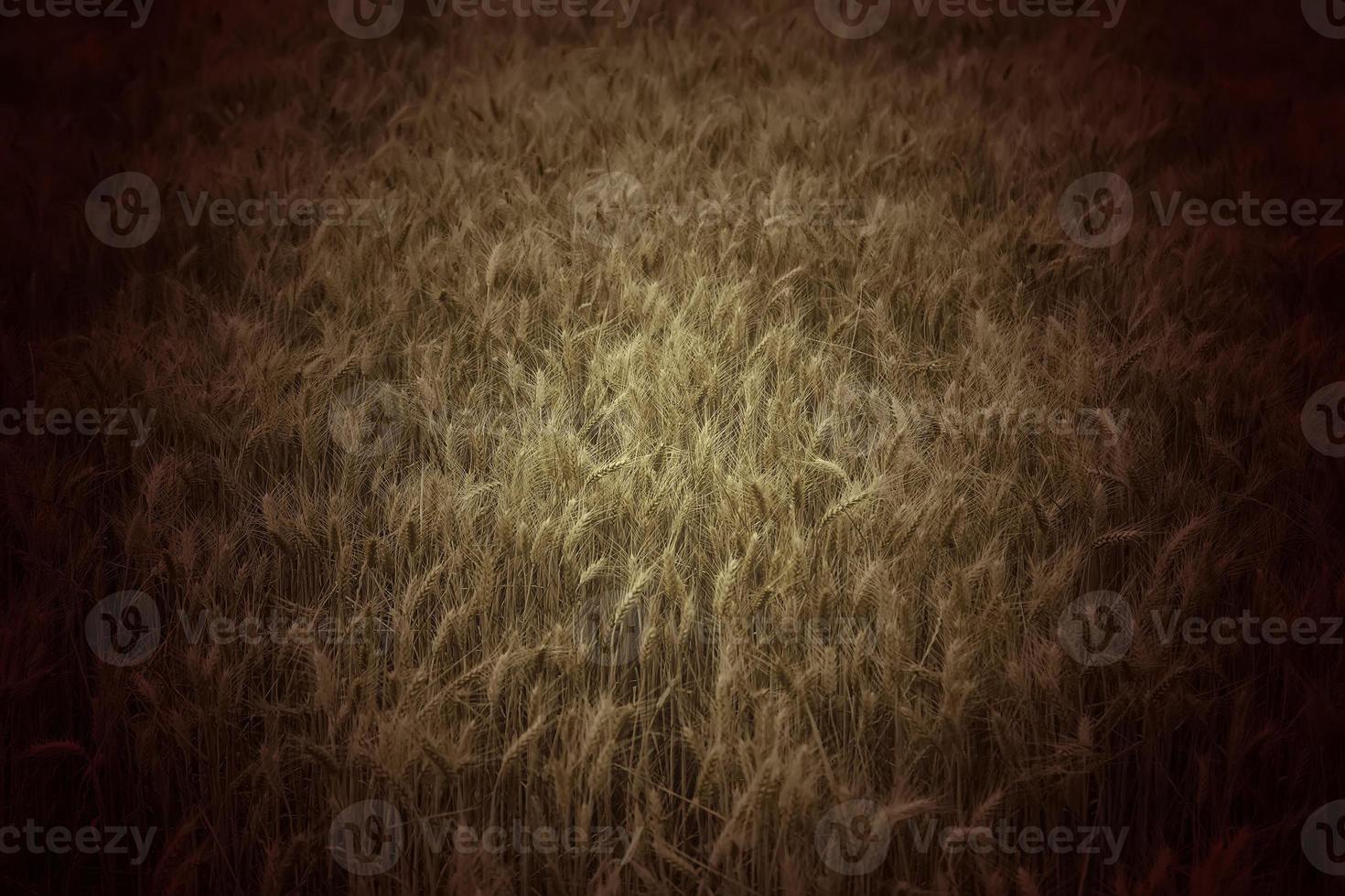 Weizen auf einem Feld foto