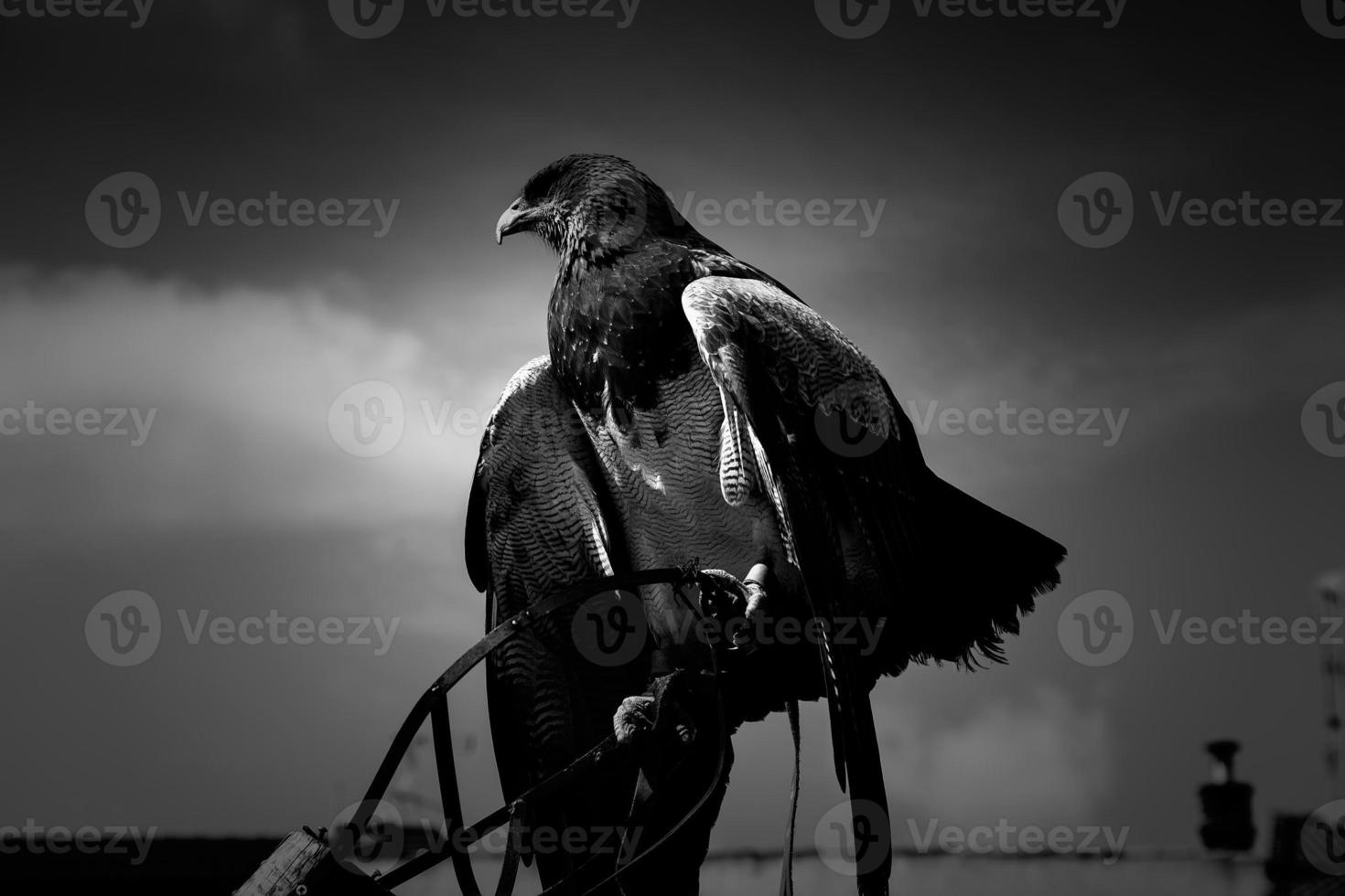 Falknerei des wilden Adlers foto