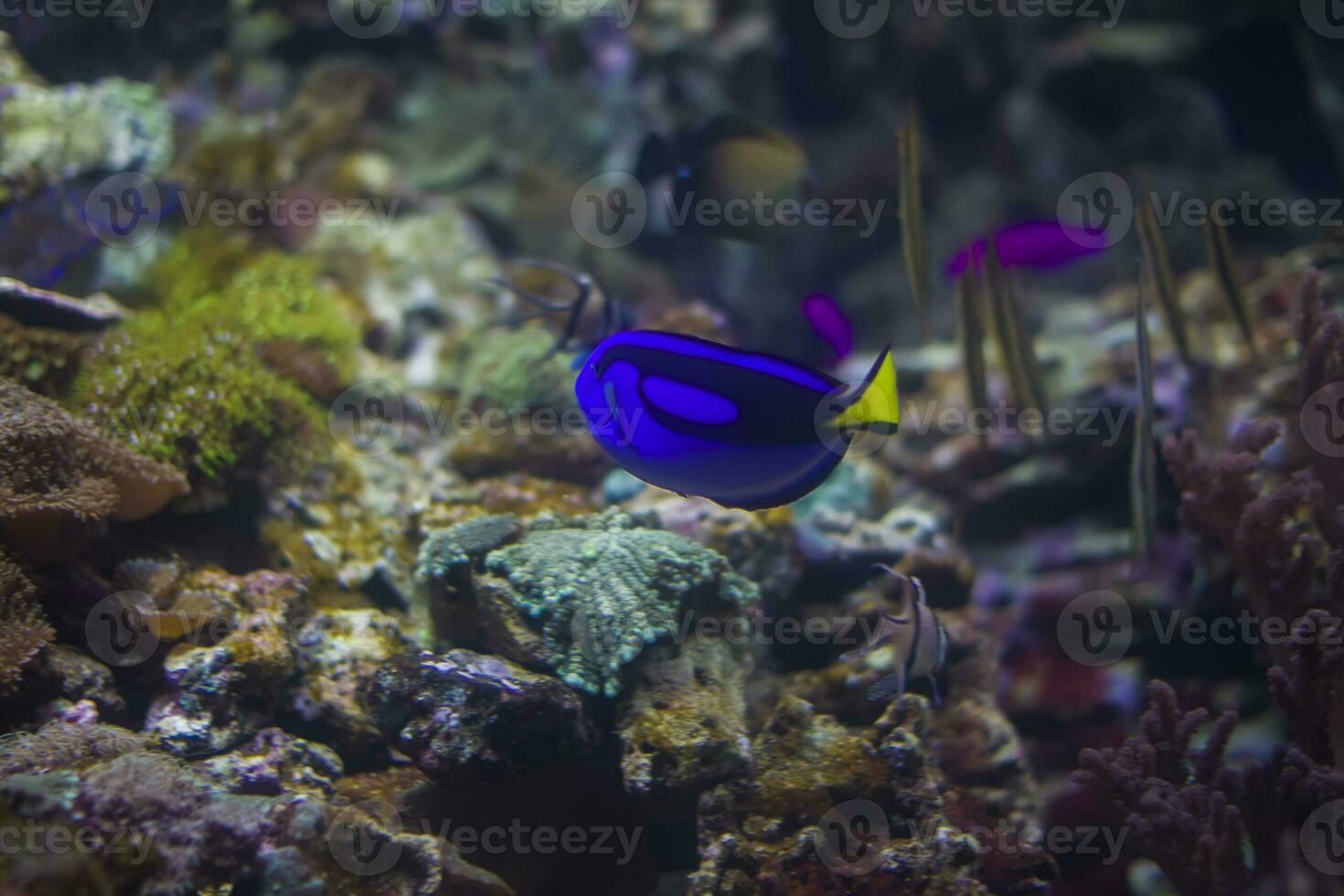 Blau hell Fisch der Chirurg auf das Hintergrund von mehrfarbig Korallen. foto